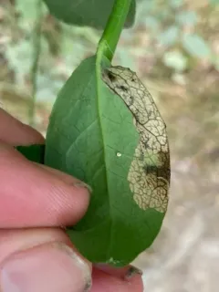 Scolioneura vaccinii thumbnail 2