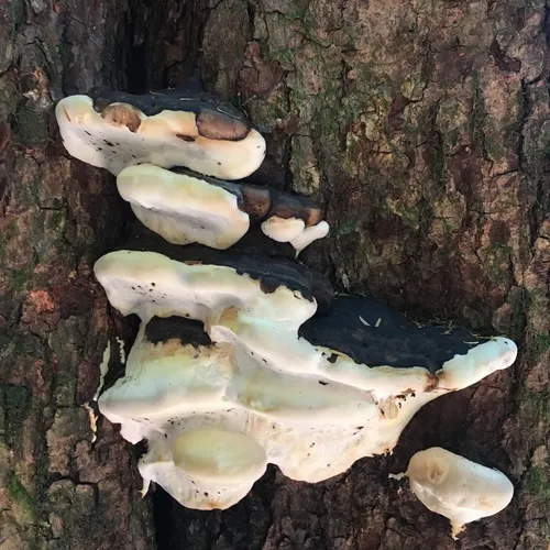 Ochre-banded Conk