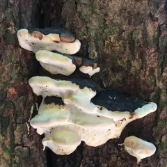 Ochre-banded Conk thumbnail 1