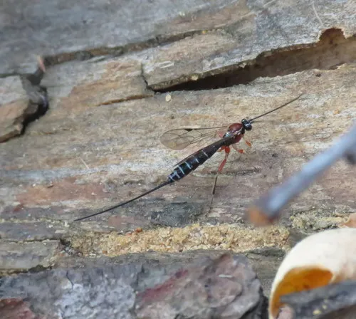 Perithous scurra