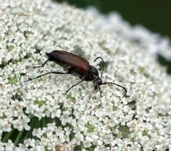 Brachyleptura dehiscens thumbnail 2