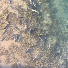 Chum Salmon thumbnail 1