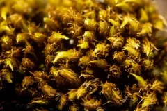 Dicranum acutifolium thumbnail 1