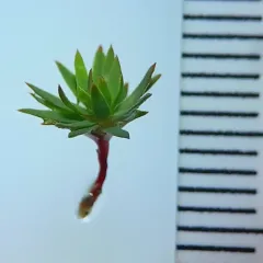 Urn Hair Moss thumbnail 3