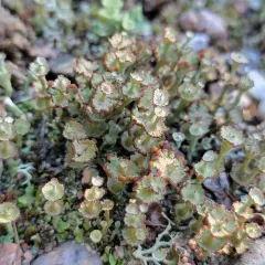 Ladder Lichen thumbnail 2