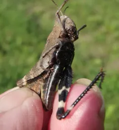 Autumn Yellow-winged Grasshopper thumbnail 3