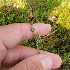 Buxbaum's sedge thumbnail 3