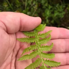 Massachusetts fern thumbnail 4
