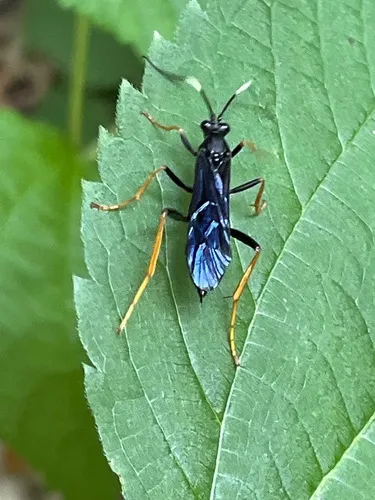 Hoplismenus morulus