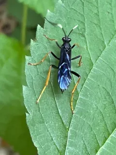 Hoplismenus morulus thumbnail 1