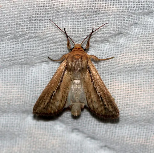 Phragmites Wainscot
