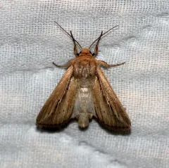 Phragmites Wainscot thumbnail 1