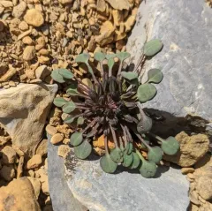 Dwarf Alpine Hawk's-beard thumbnail 3
