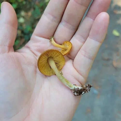 Callistosporium graminicolor