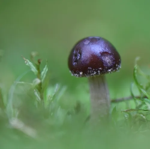 Dark Fieldcap