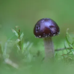Dark Fieldcap thumbnail 1