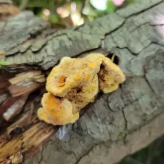 Pycnoporellus fulgens thumbnail 2