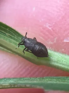 Pissonotus brunneus thumbnail 3