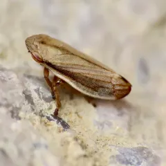 Lined Spittlebug thumbnail 4