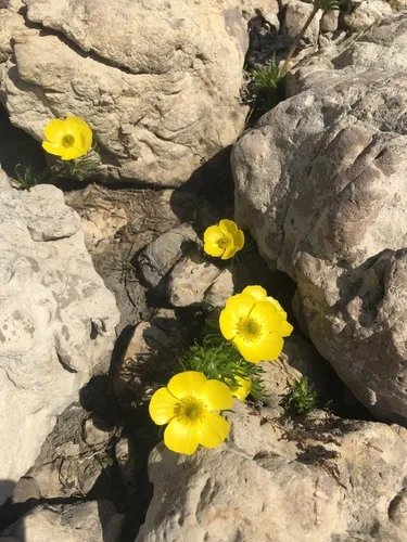 alpine buttercup