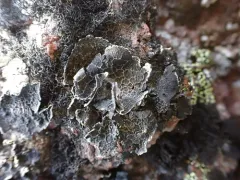 Lesser Salted Rocktripe Lichen thumbnail 1