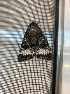 Grote's Underwing Moth thumbnail 3