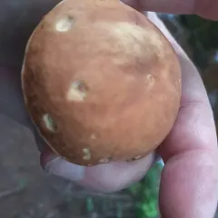 Smoothish-stemmed bolete thumbnail 3