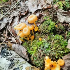 shining waxcap thumbnail 3