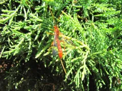 Labena tinctipennis thumbnail 2