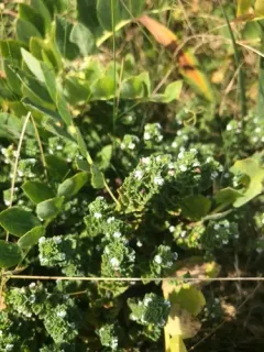 Euphrasia farlowii thumbnail 3