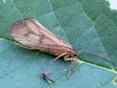 Onocosmoecus unicolor thumbnail 1