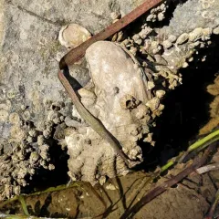 Pacific Oyster thumbnail 3