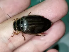 Dytiscus alaskanus thumbnail 1