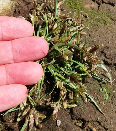 Umbrella Flatsedge