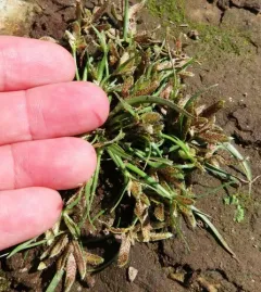 Umbrella Flatsedge thumbnail 1