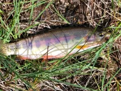 Golden Trout thumbnail 3