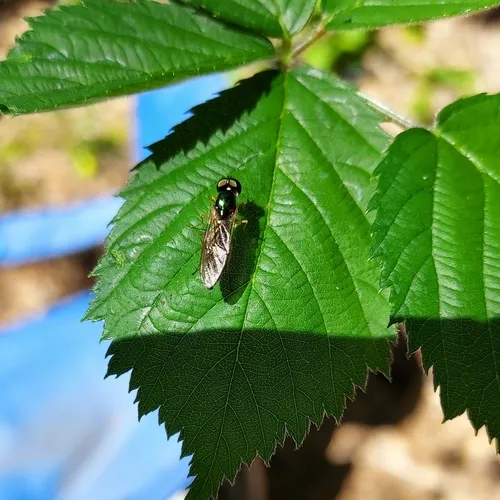 Twin-Spot Centurion Fly
