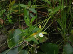 Engelmann's Arrowhead thumbnail 3