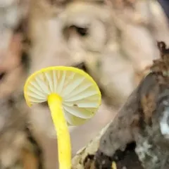 golden coincap thumbnail 4