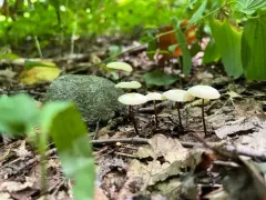Marasmius delectans thumbnail 2