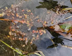 snailseed pondweed thumbnail 3