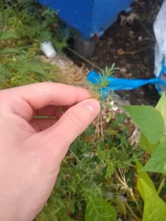 lentil thumbnail 1