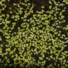 turion duckweed thumbnail 3