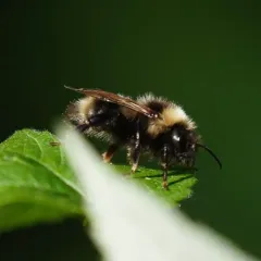 Ashton's Cuckoo Bumble Bee thumbnail 3