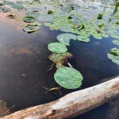 American lotus thumbnail 3