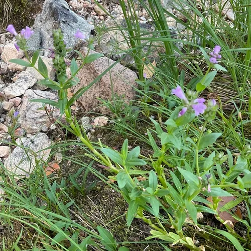 Purple Dragon-head