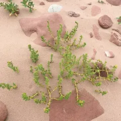 Sea Sandwort thumbnail 4