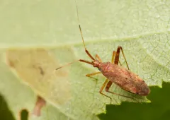 Phytocoris pallidicornis thumbnail 2