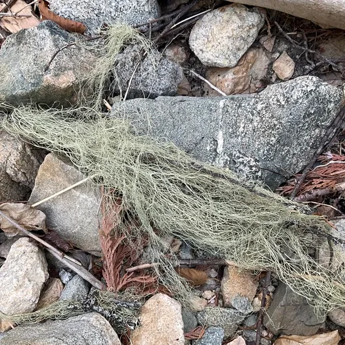 Witch's Hair