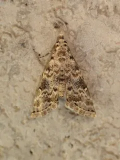Phobolosia anfracta thumbnail 4